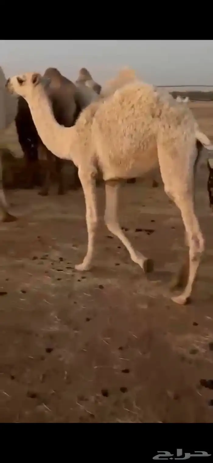 قعود للبيع 0