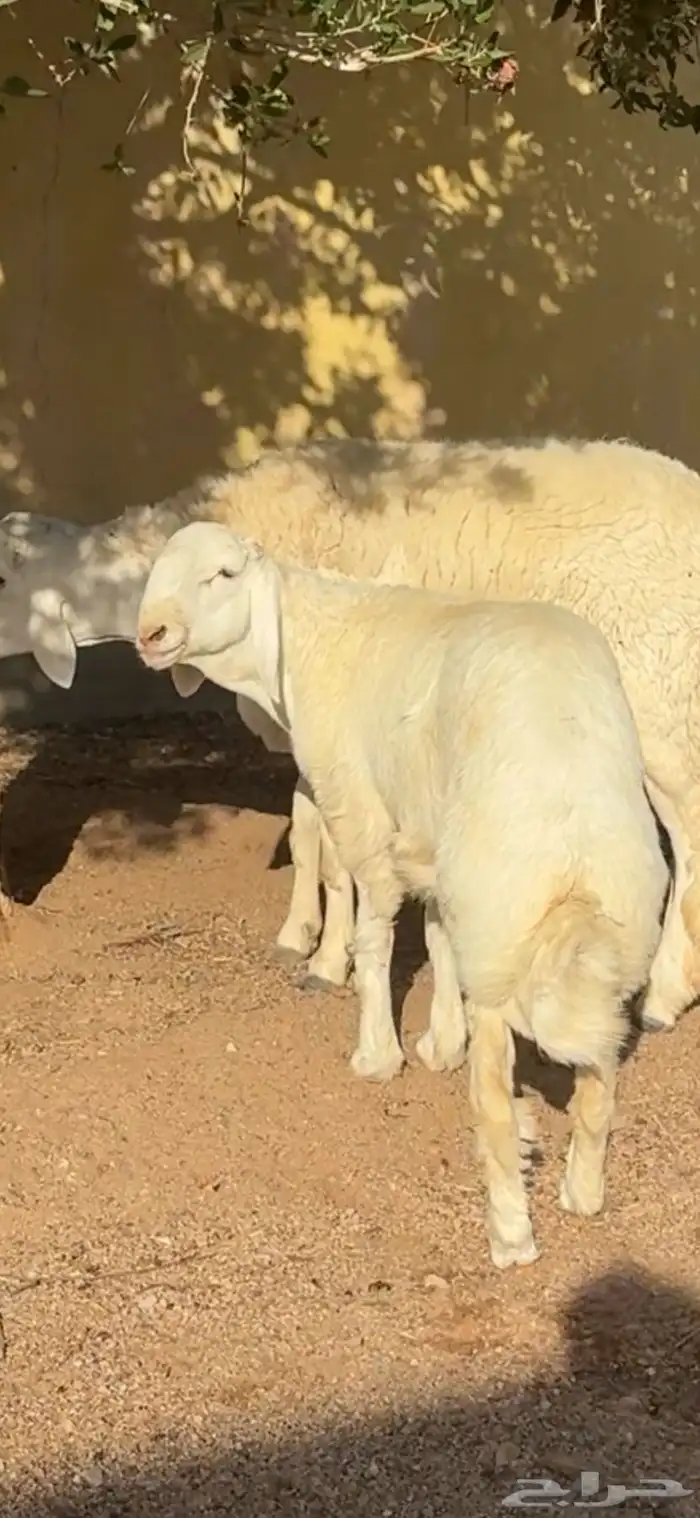 مشروع فحل حري صنف 0