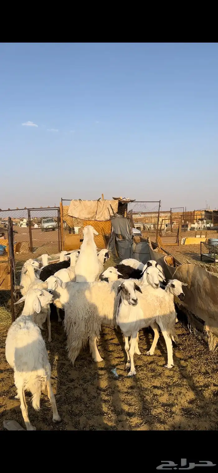ضان للبيع 5