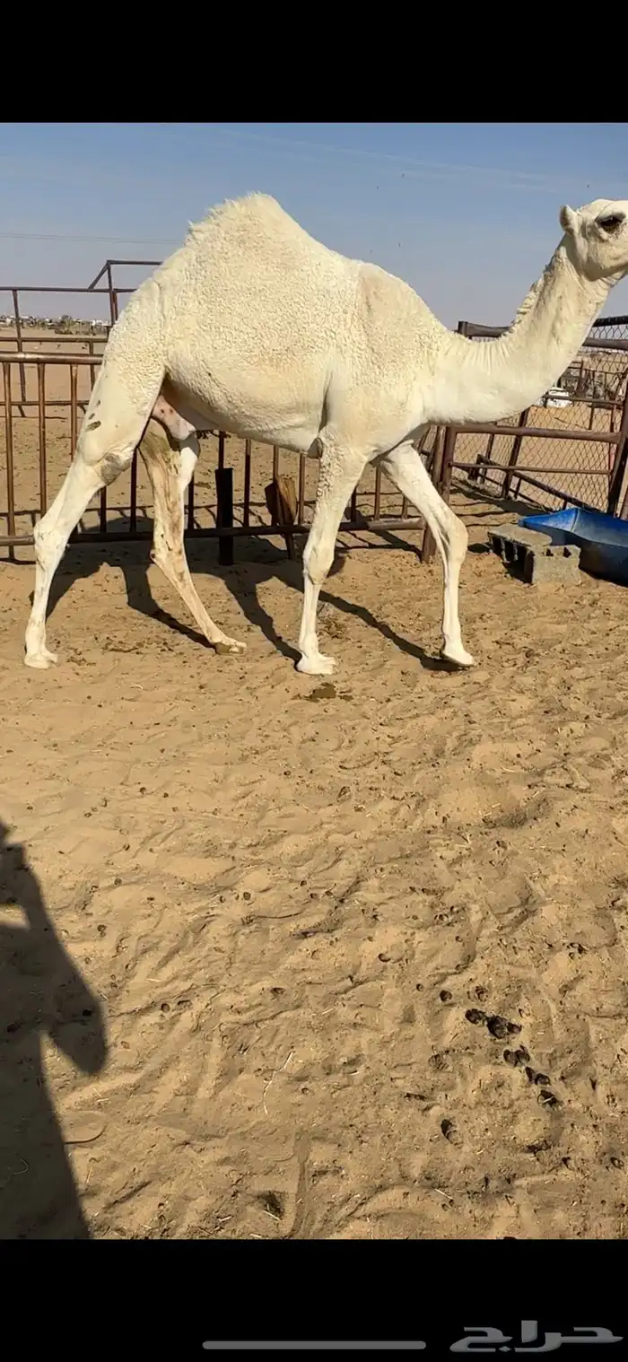 قعدان كفووو للبيع رقم الجوآل 0