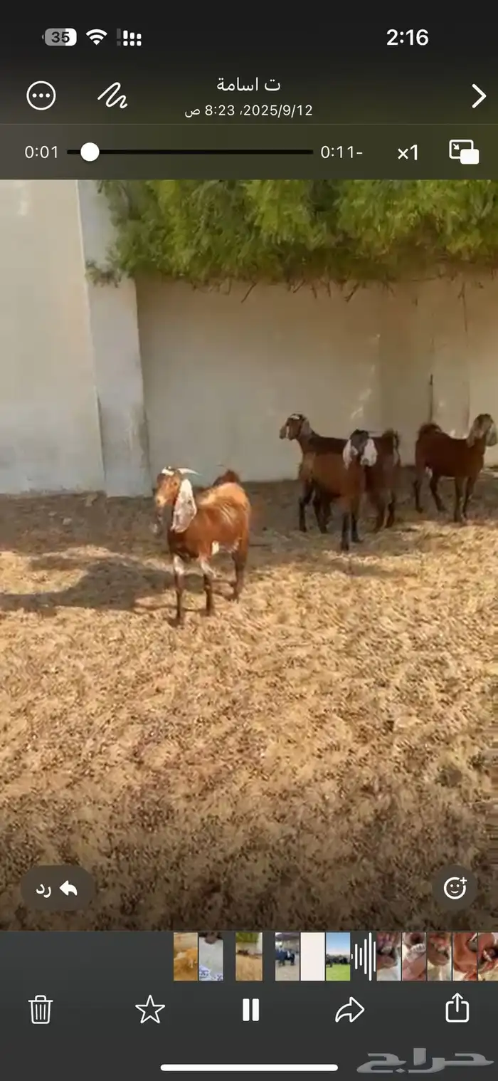 4 معزا جنوبية دفيع قريب الولاد 1