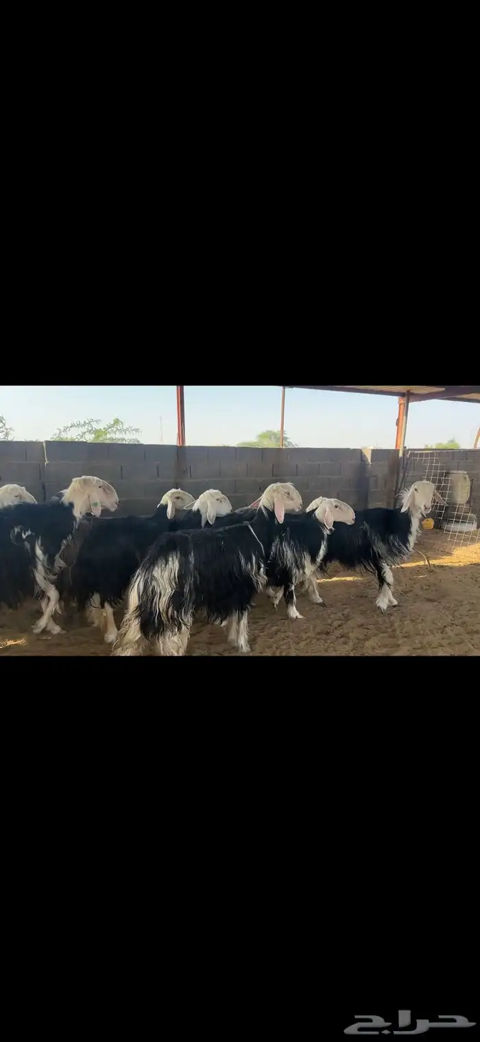 مراح نجد خلفات وجنب 4