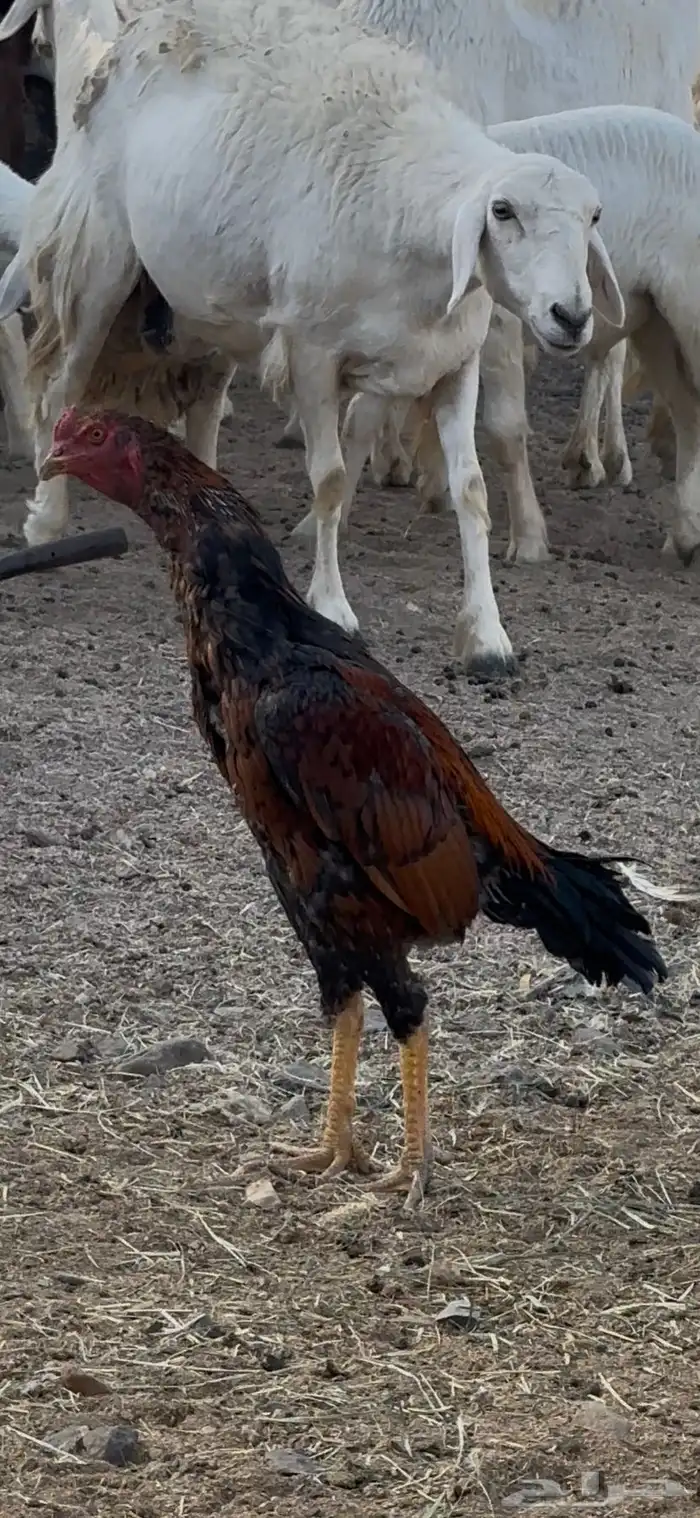 ديك سندي مستوى طيب 0