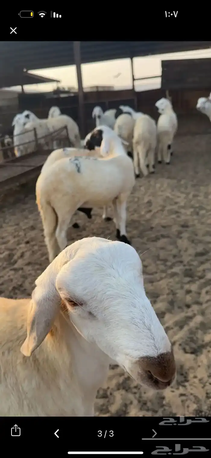 ذبائح 2