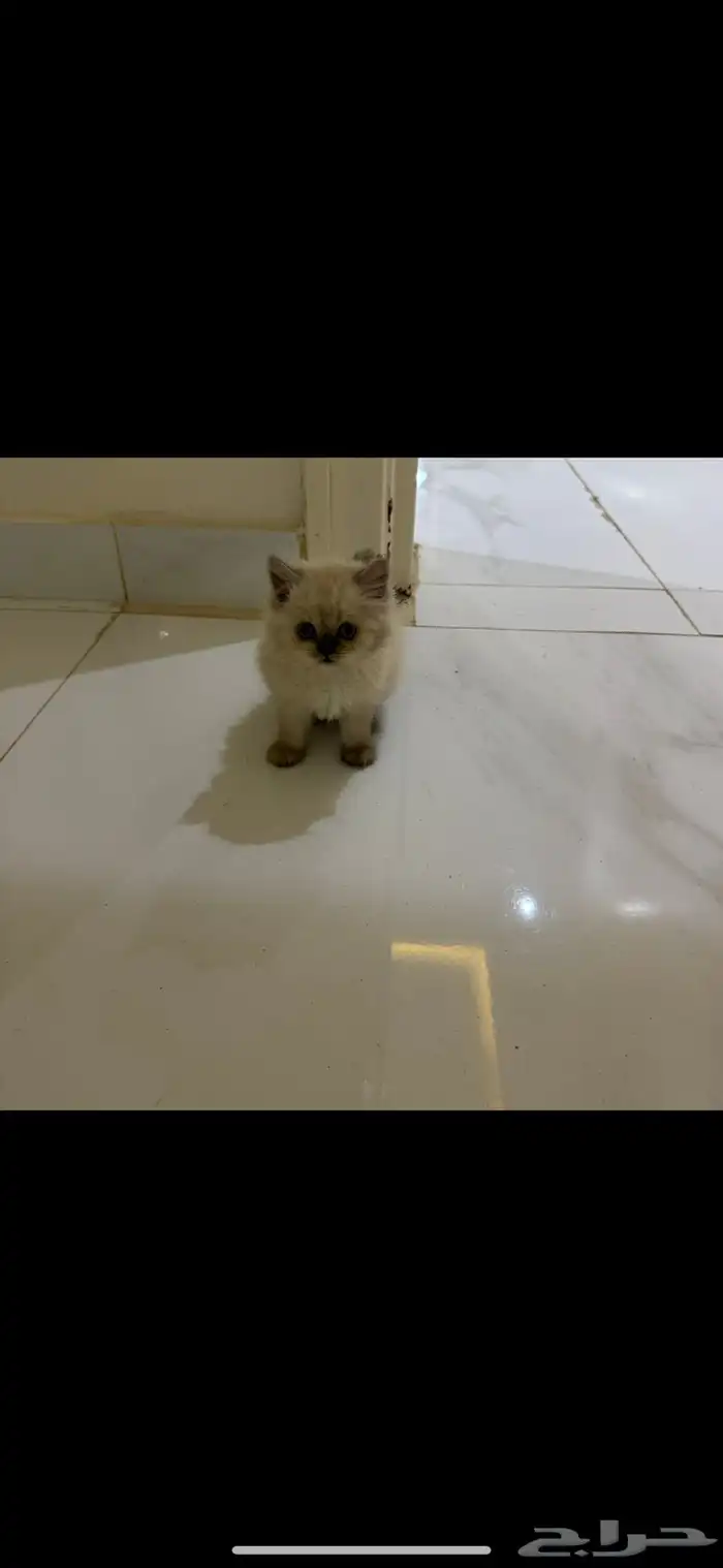 قط  هملايا للبيع 3