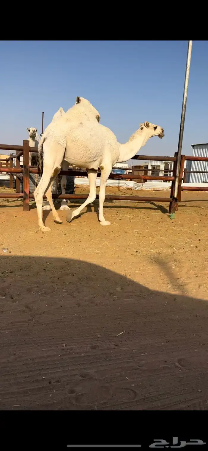 قعود أوضح كفو 4