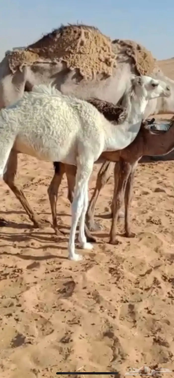 قعود للبيع 4