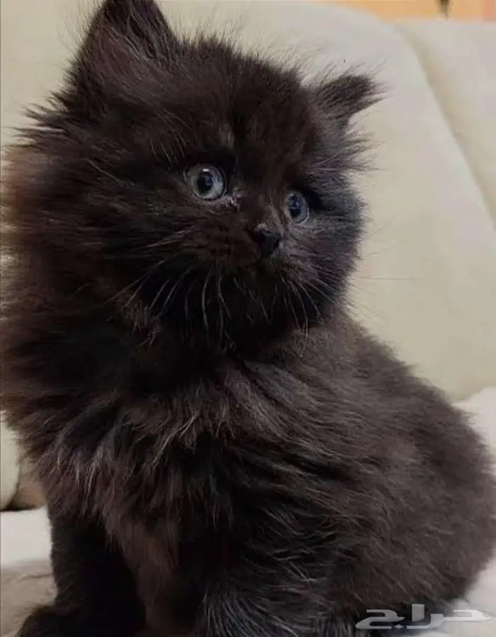 قطه صغيره للبيع جمييله 1