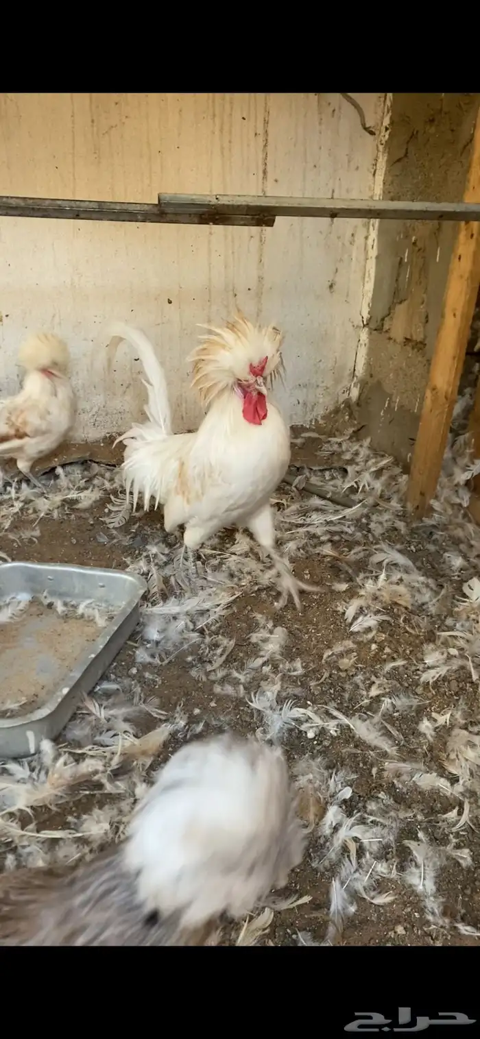 طقم دجاج بولش 0