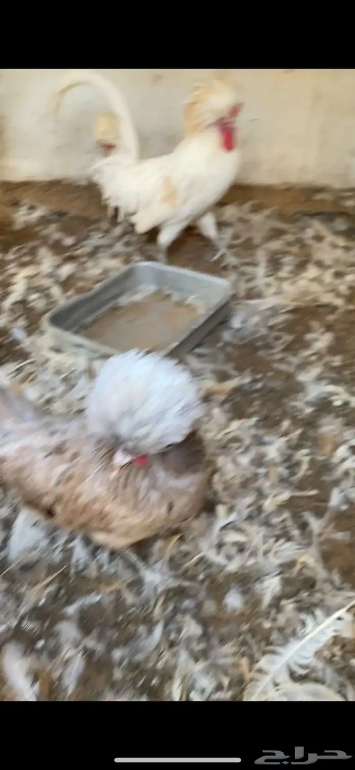 طقم دجاج بولش 3