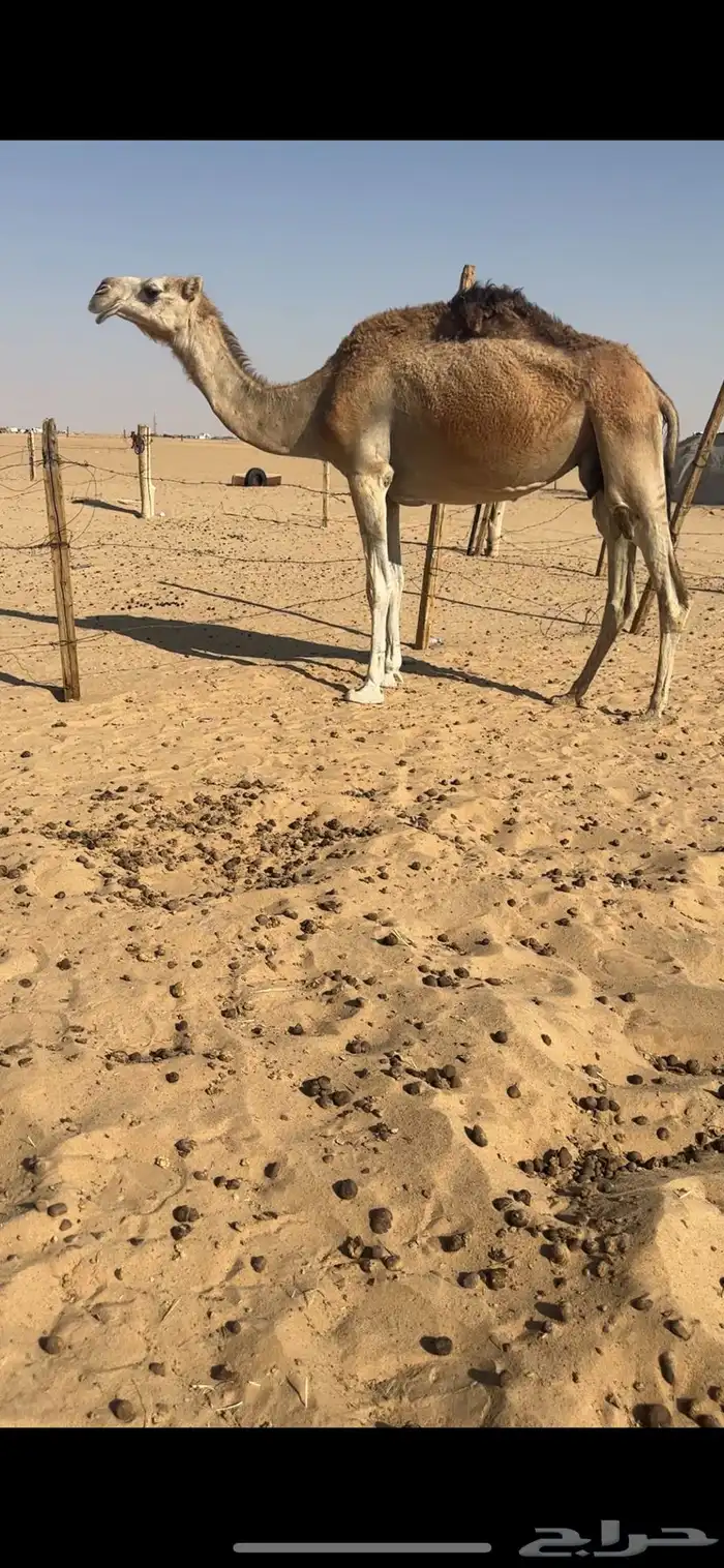 ضرايب شماليات كفوو 1
