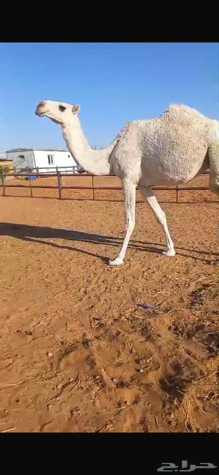 لقحة جذعة وضحي باتلية 1