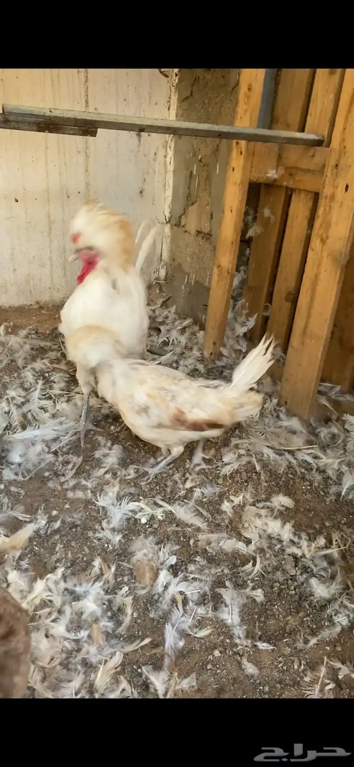 طقم دجاج بولش 1
