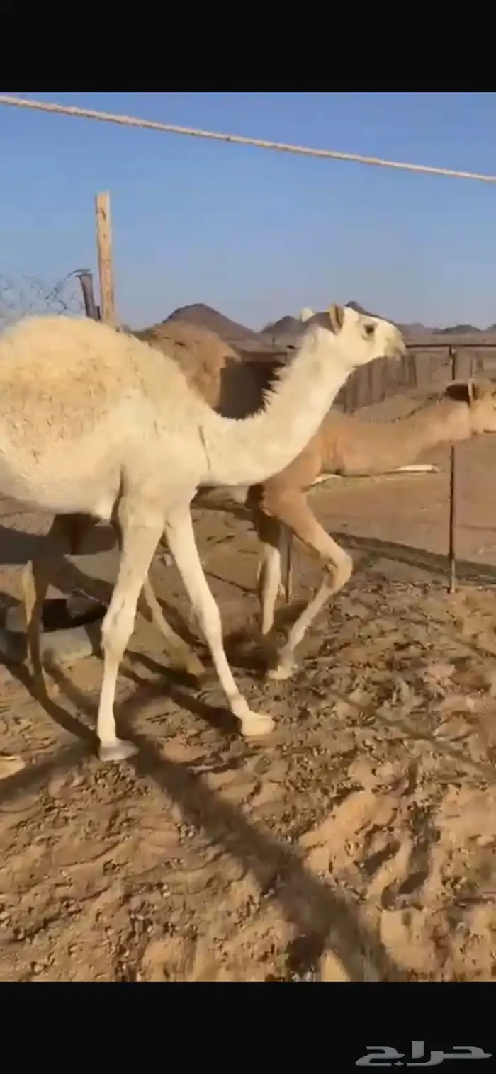 قعود وبكره 1
