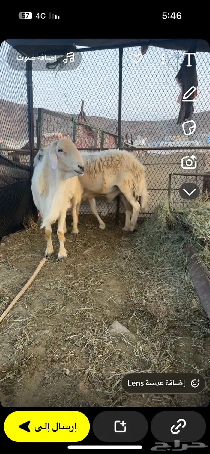 طلي فحل للبيع 4