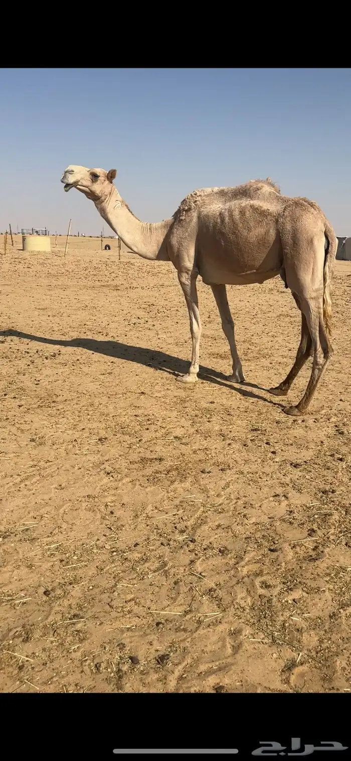 ضرايب شماليات كفوو 4