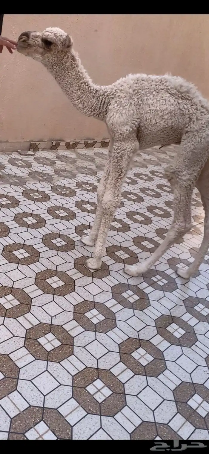 حوار ضيار اوضح عمره ه ايام صحته طيبه ويرضع 0
