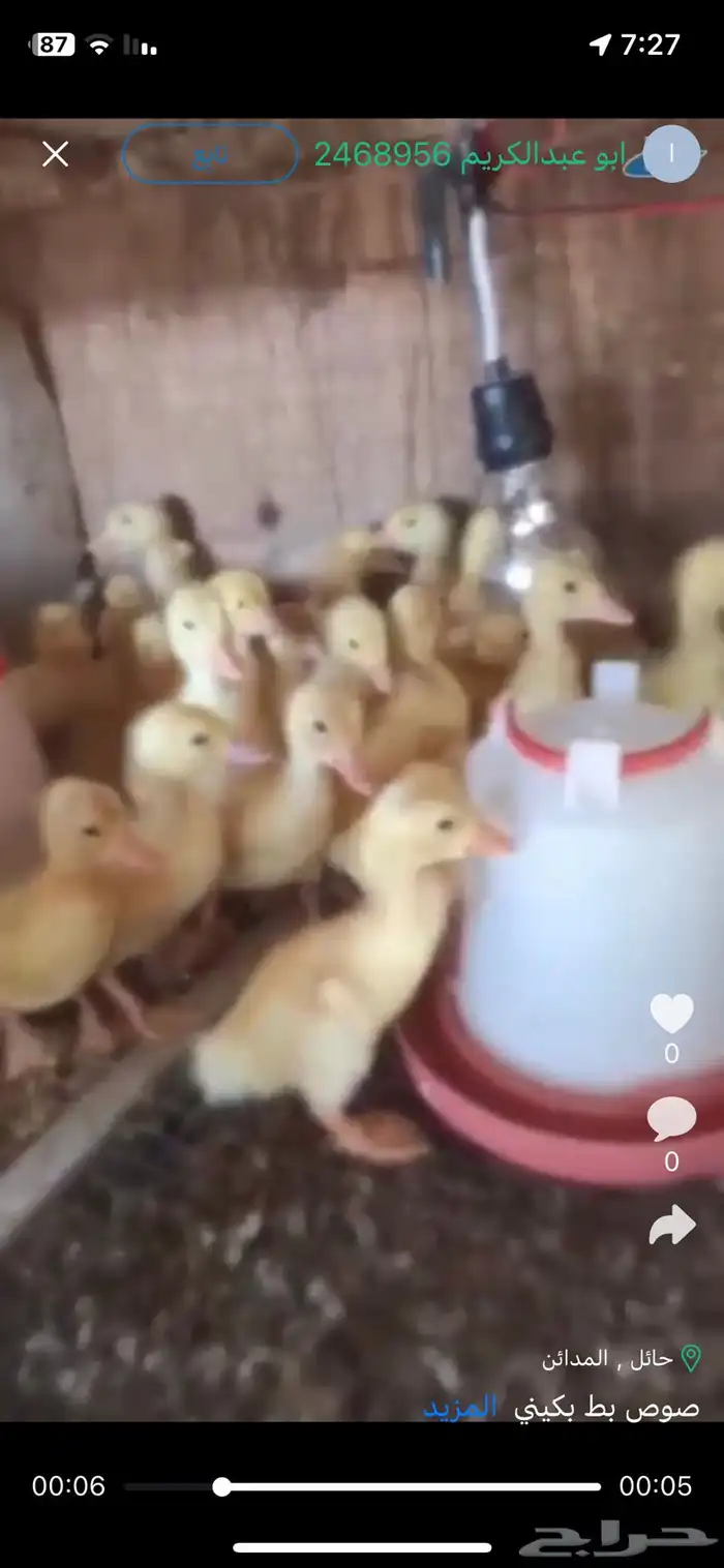 صوص بط بكيني 0