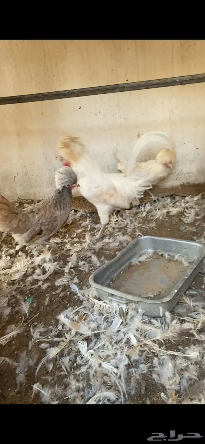 طقم دجاج بولش 2