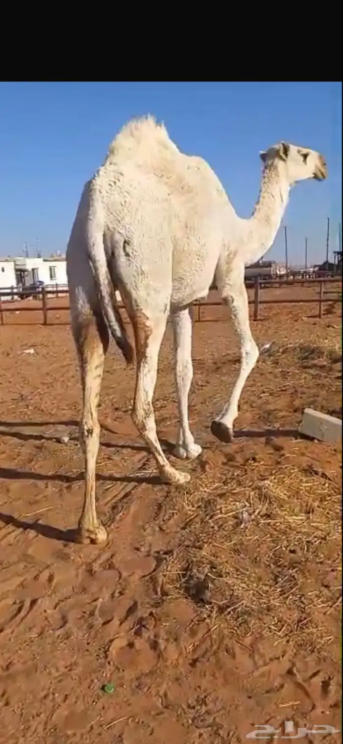 لقحة جذعة وضحي باتلية 2