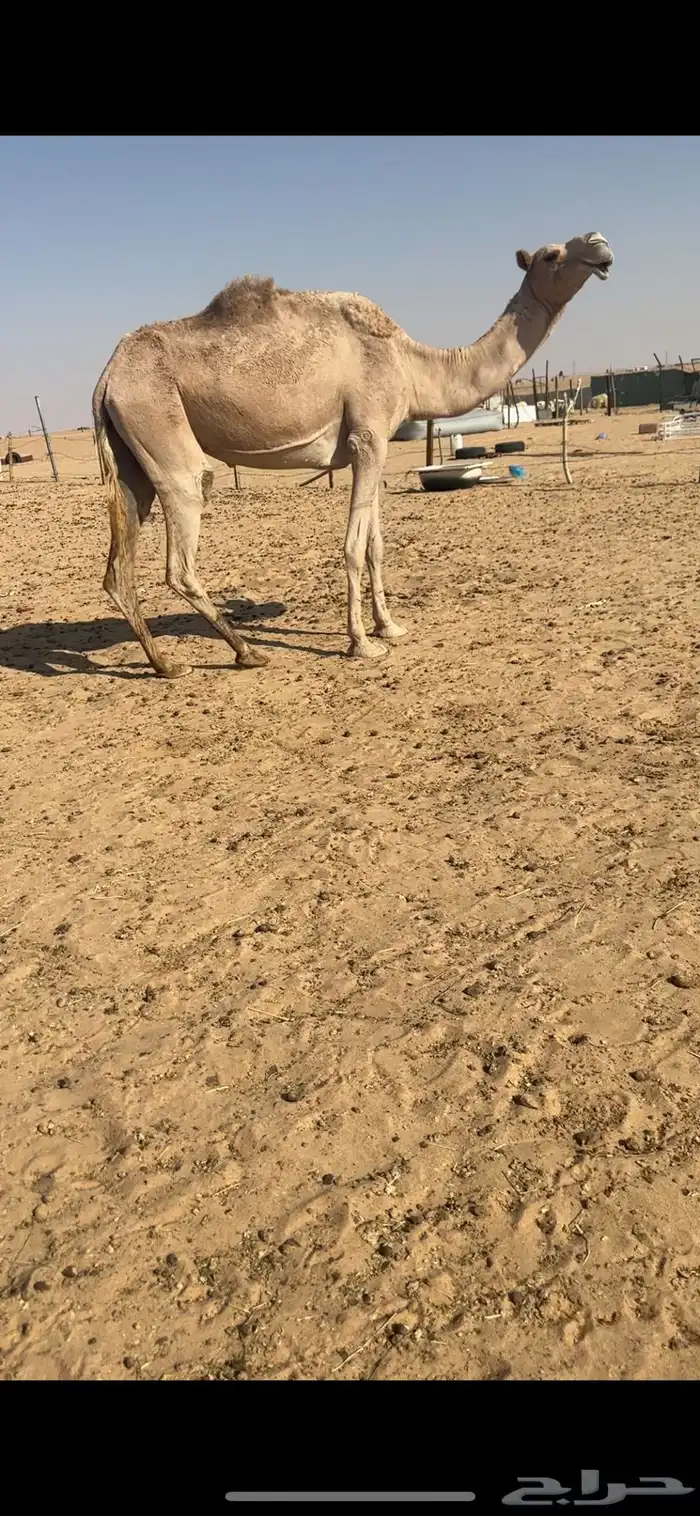 ضرايب شماليات كفوو 0