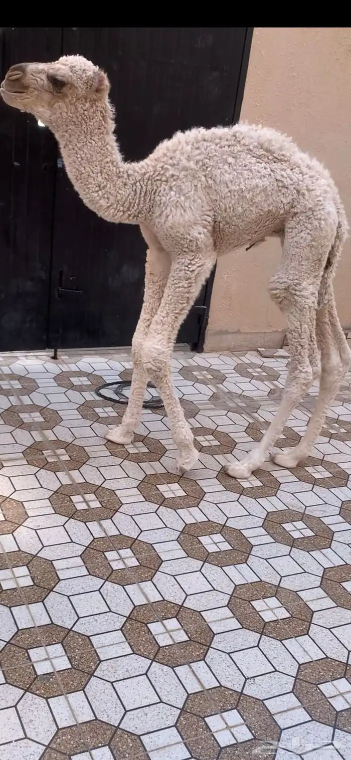 حوار ضيار اوضح عمره ه ايام صحته طيبه ويرضع 3