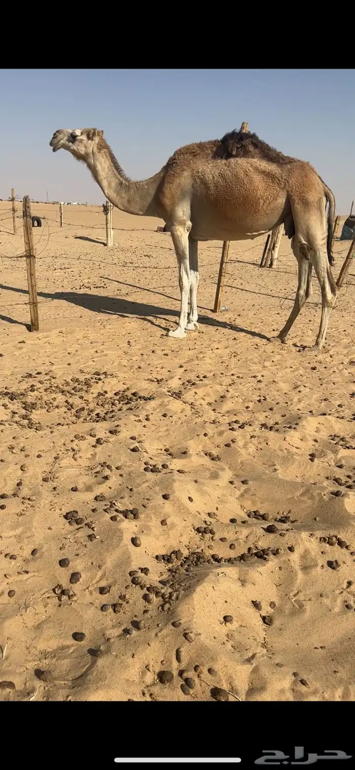 ضرايب شماليات كفوو 2