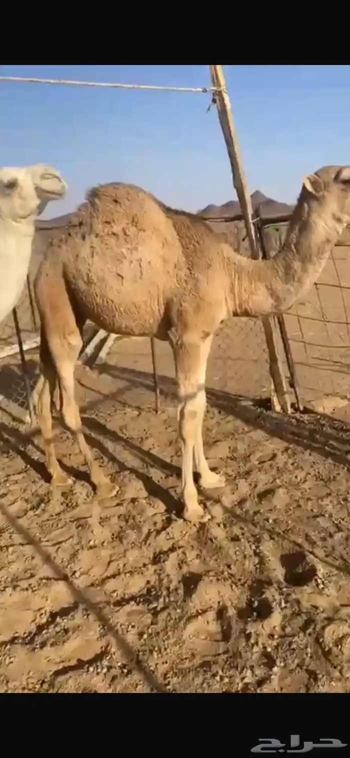 قعود وبكره 0