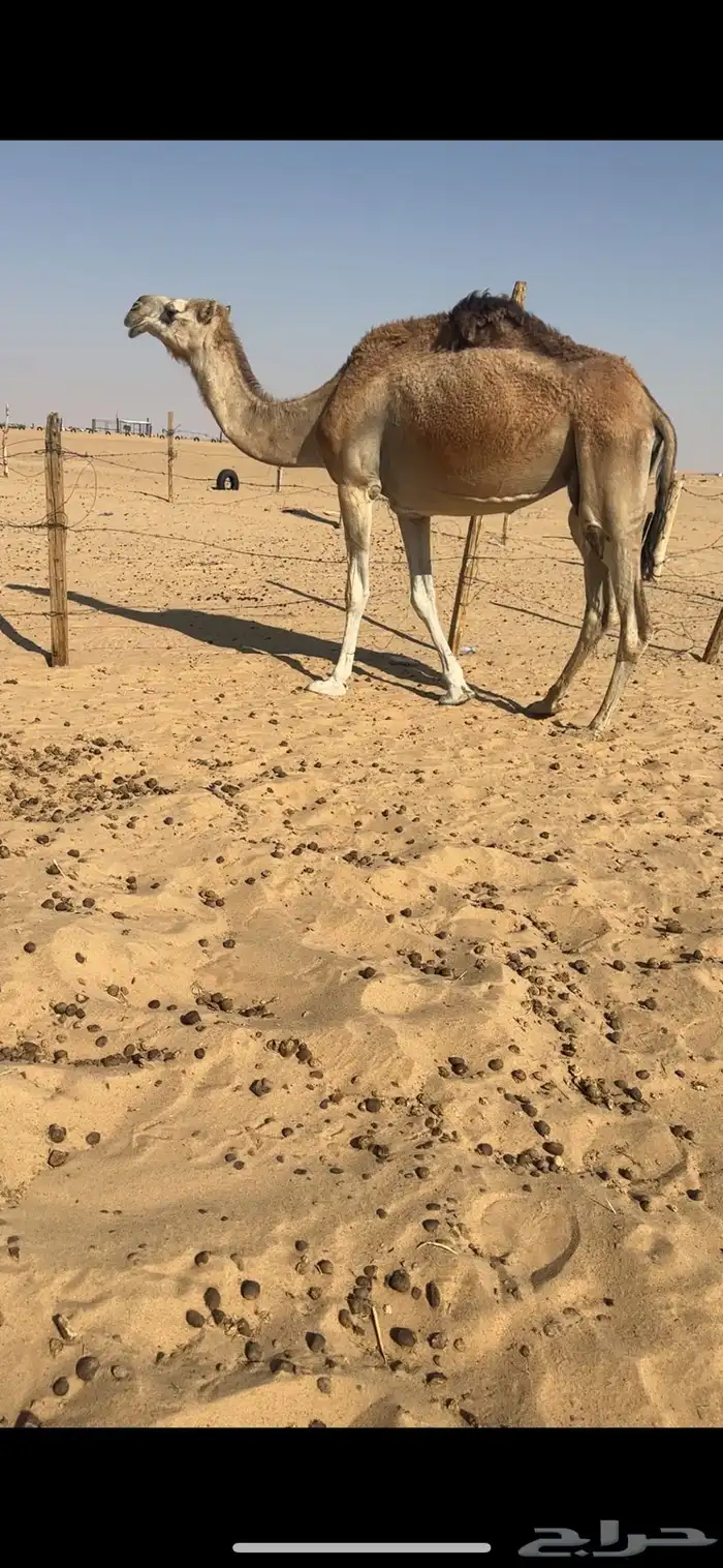 ضرايب شماليات كفوو 3