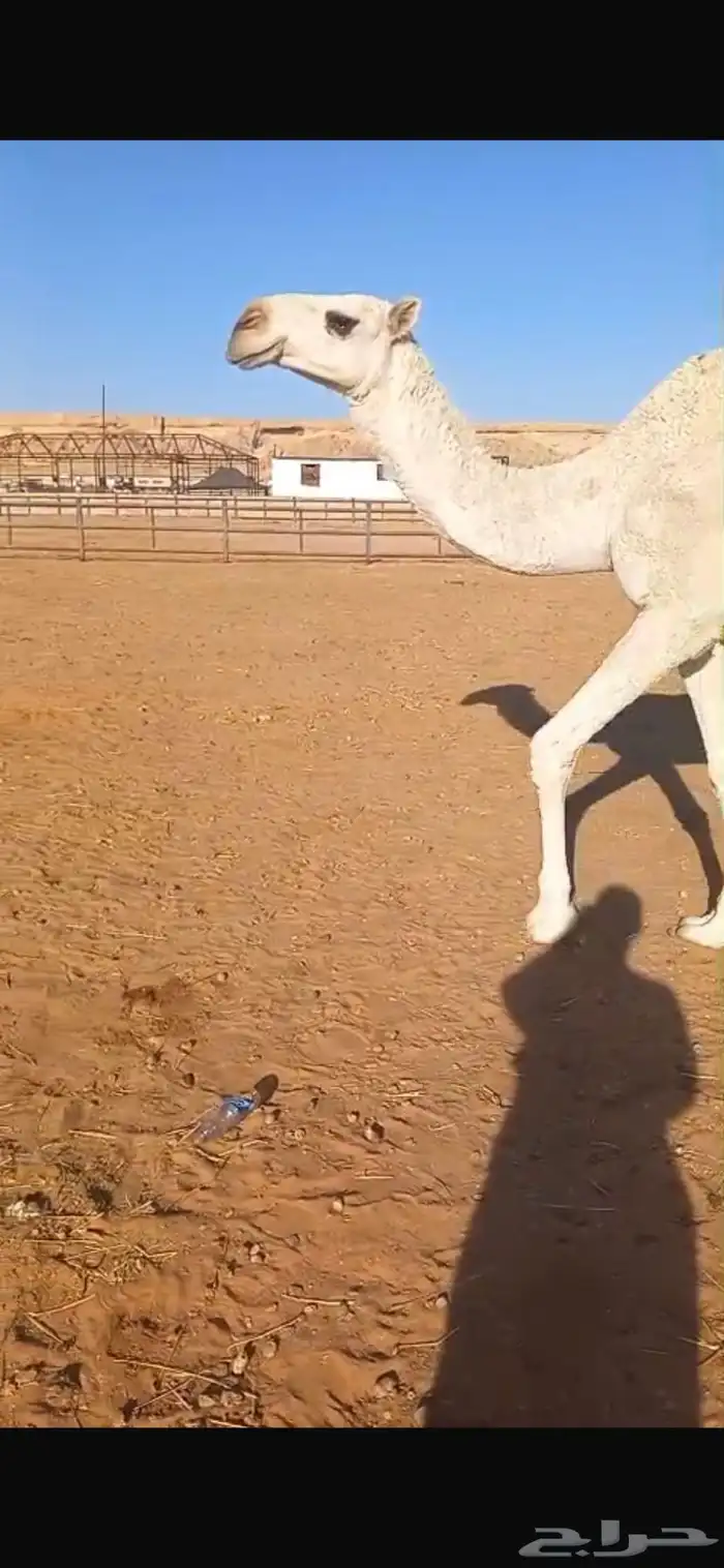 لقحة جذعة وضحي باتلية 0