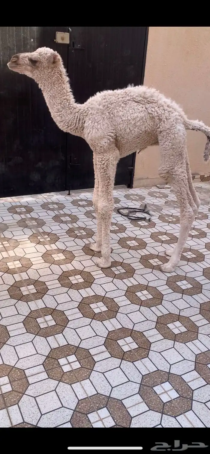 حوار ضيار اوضح عمره ه ايام صحته طيبه ويرضع 2