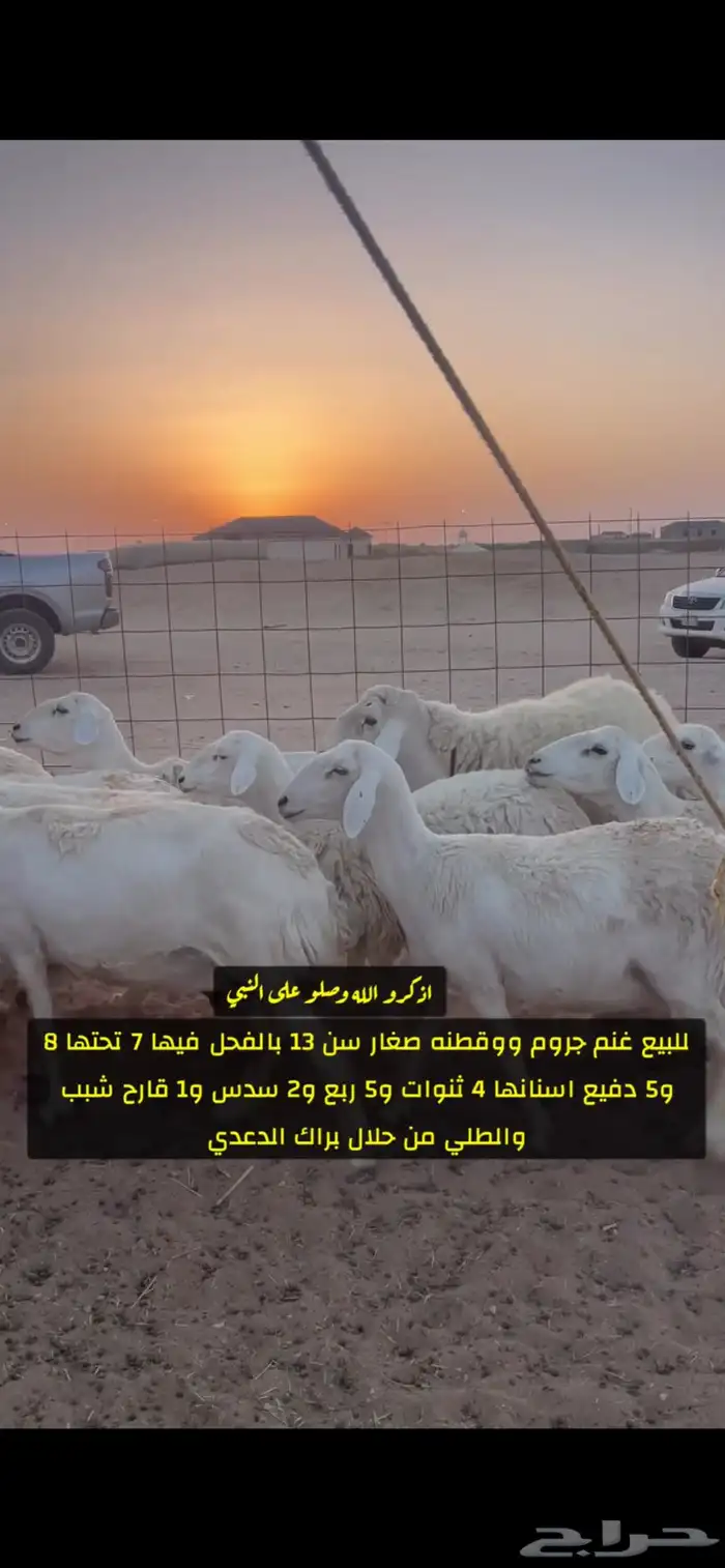 غنم صنف 2