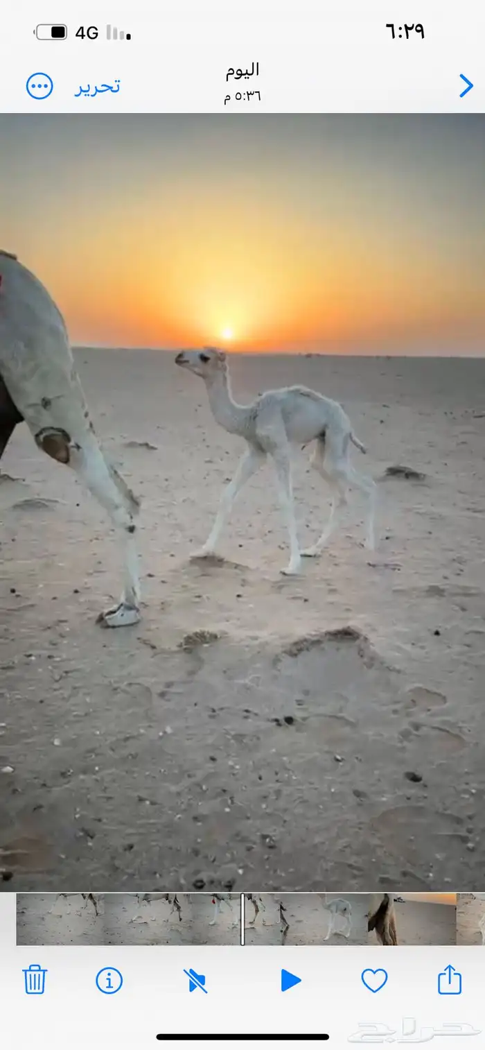 ناقه خلفه حدرها قعود 1