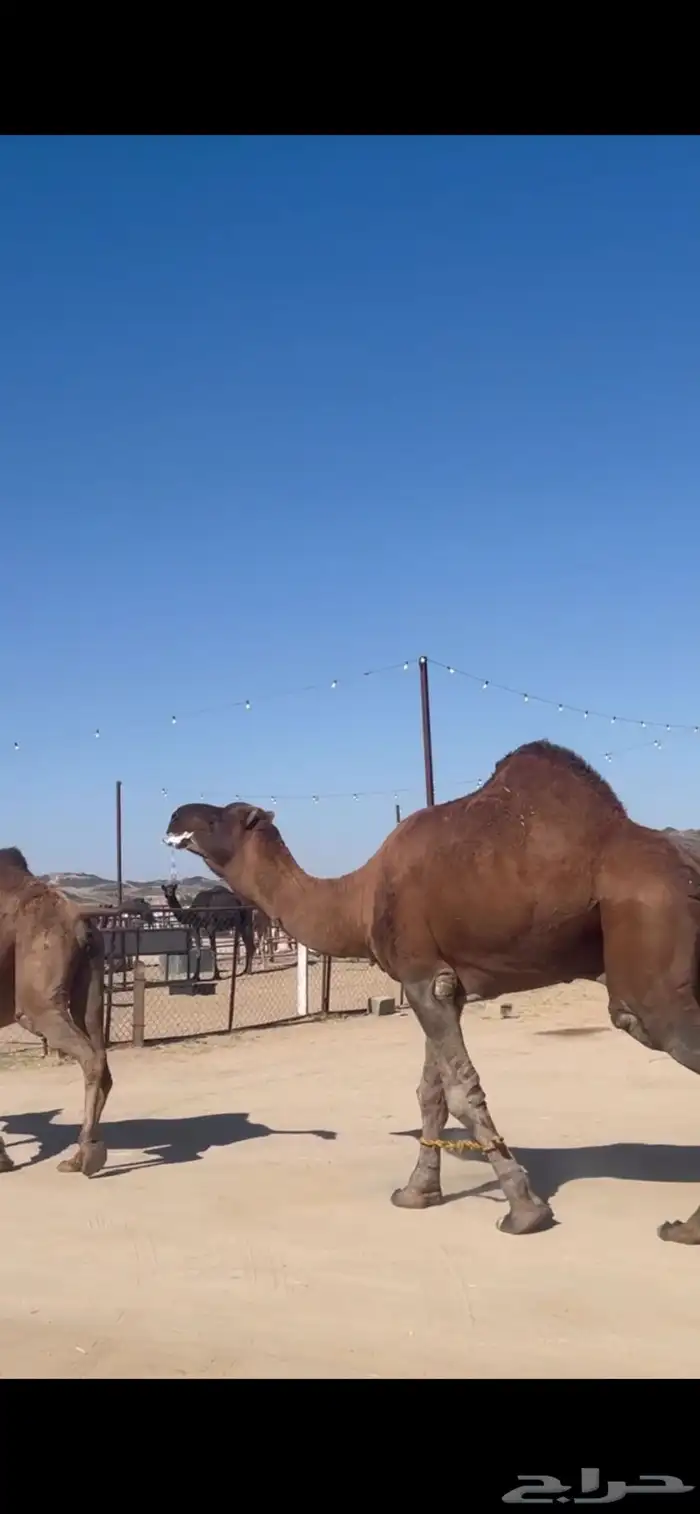 بعير حمر ادهم 0