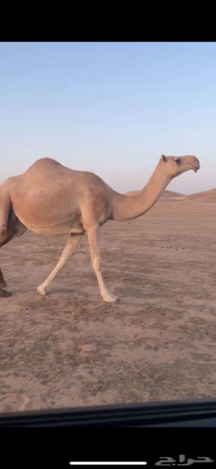 لقحه شقحا طيبه 2