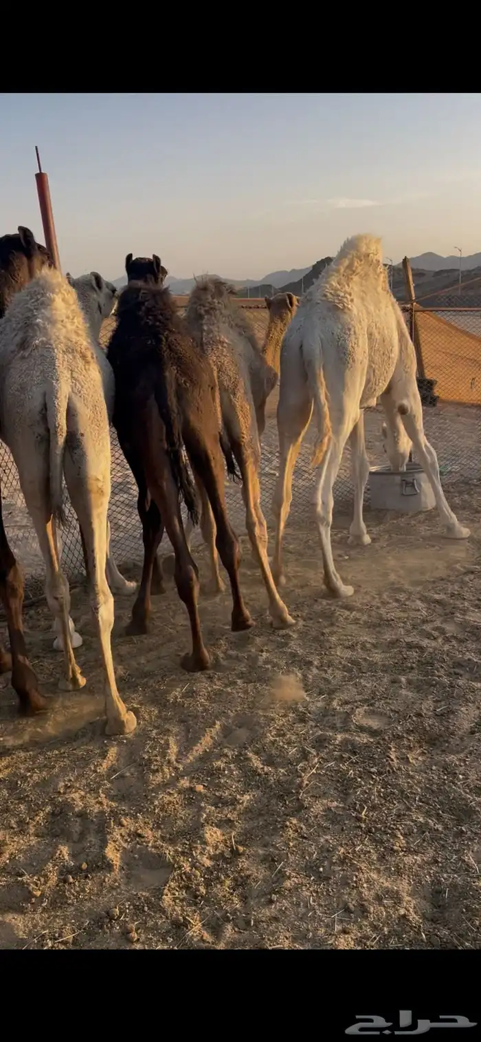 حشوان 0