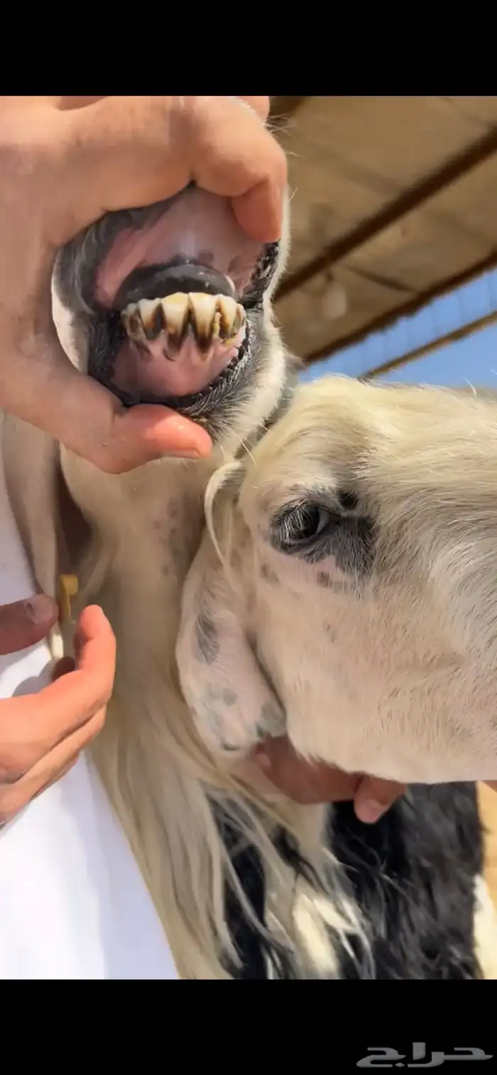 للبيع شياه نجد 14
