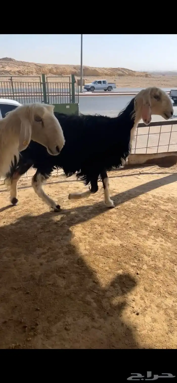 للبيع شياه نجد 10