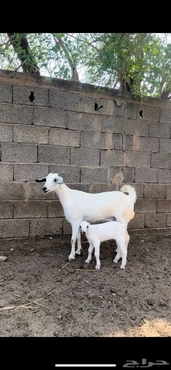 ماعز بيشية فاخرة 1
