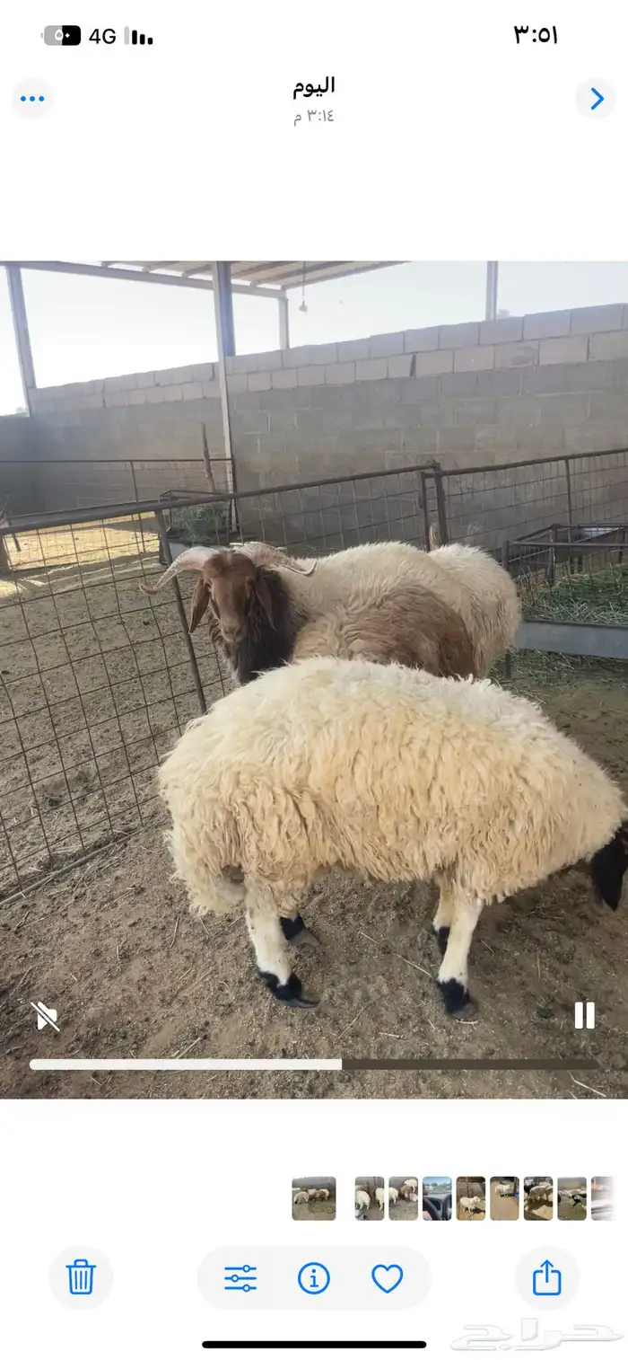 ذبايح حري ونعيمي وتيوس 67