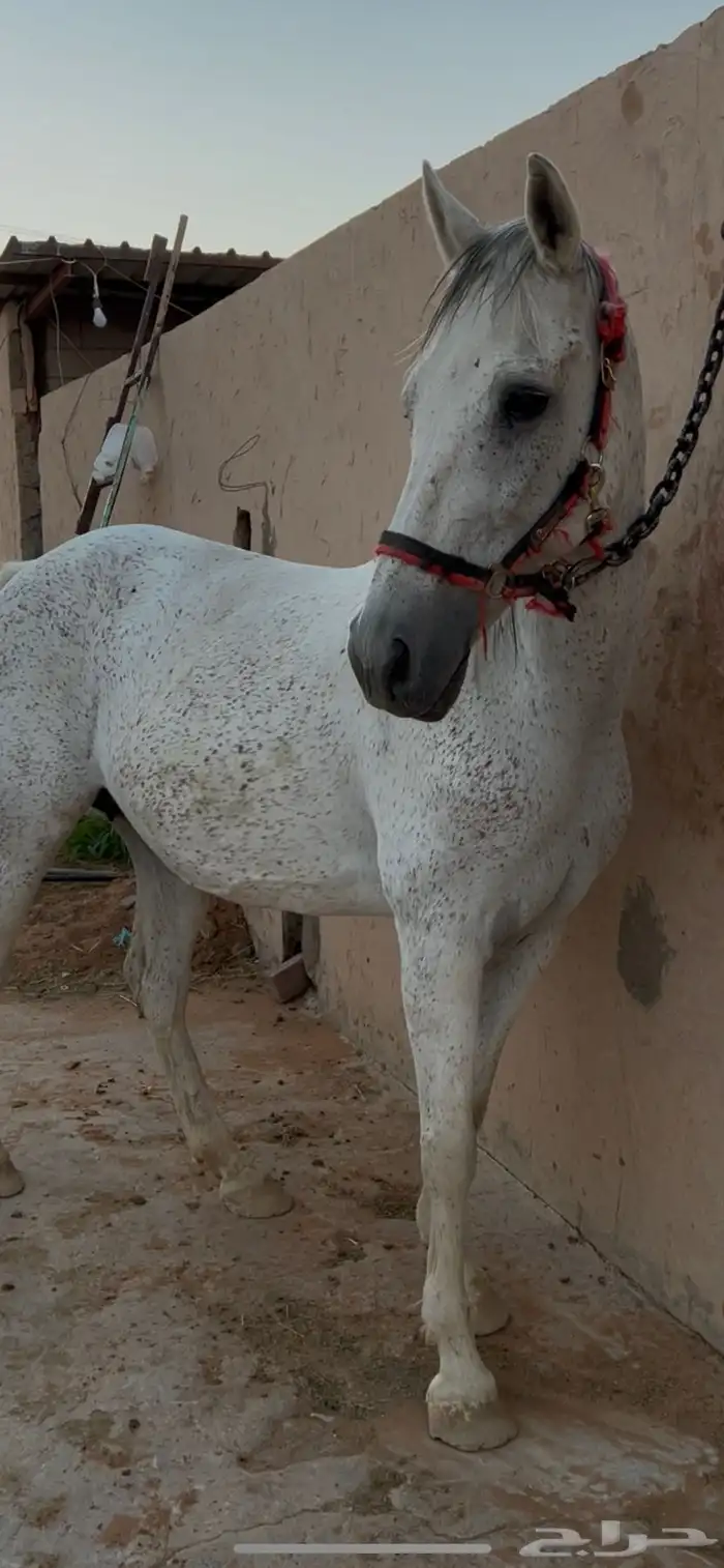 فرس شعبيه معها مهر 3