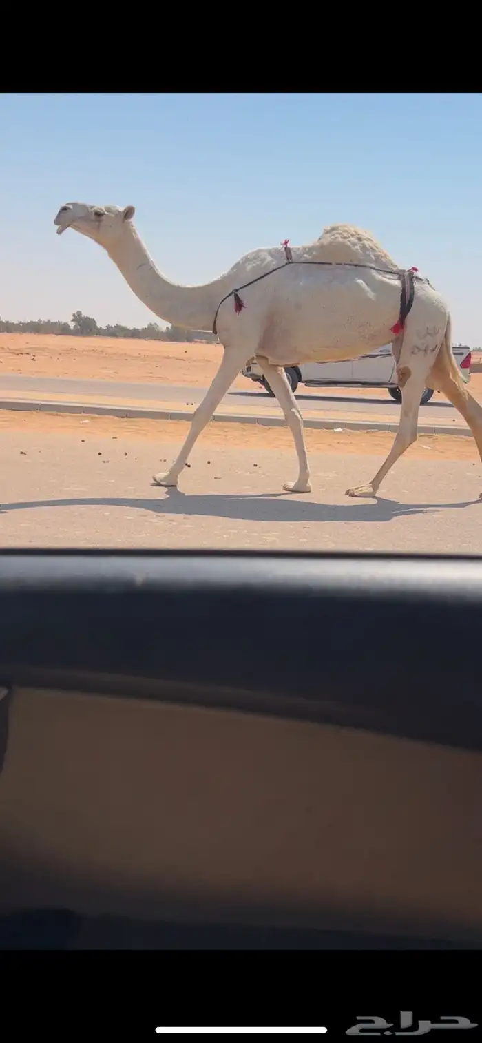 ضروبه وضحا طيبه سعرها مناسب 2