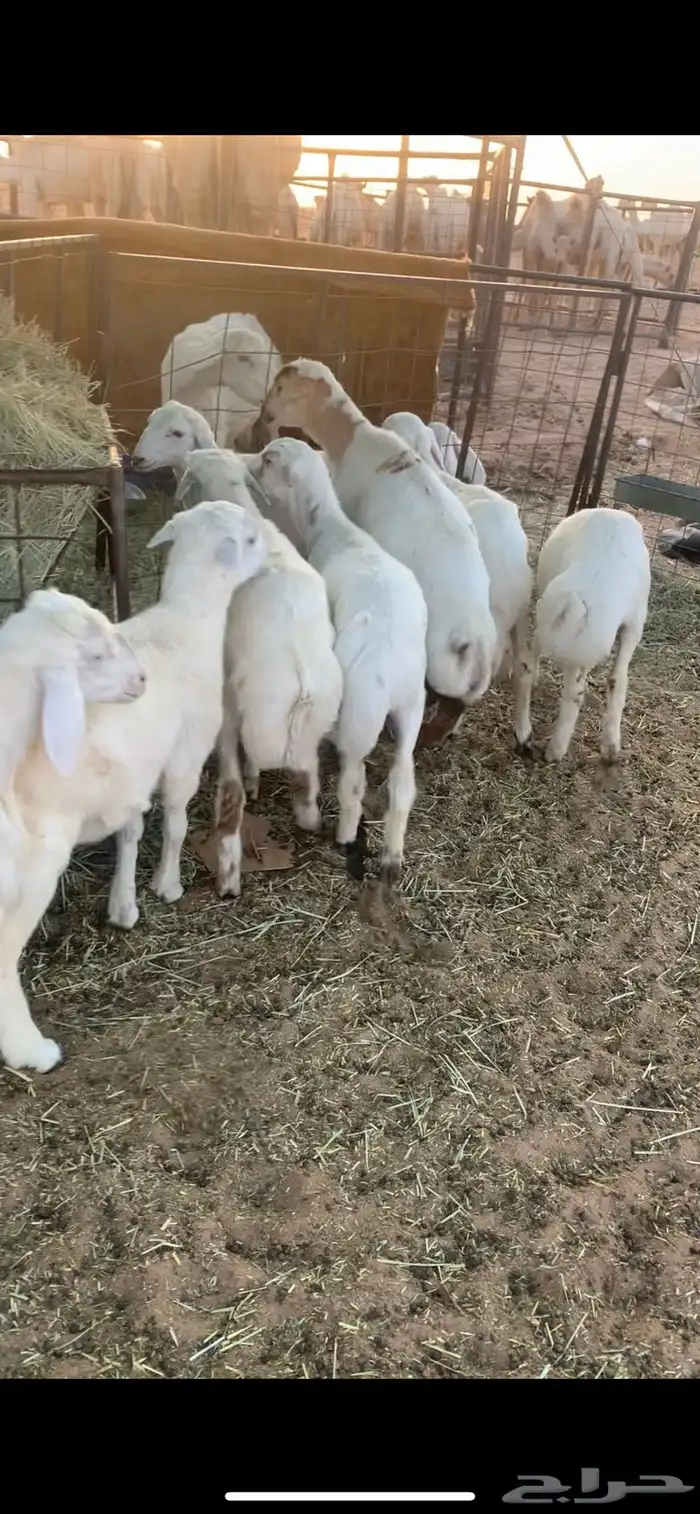 البيع بهم رفيد وحري 1