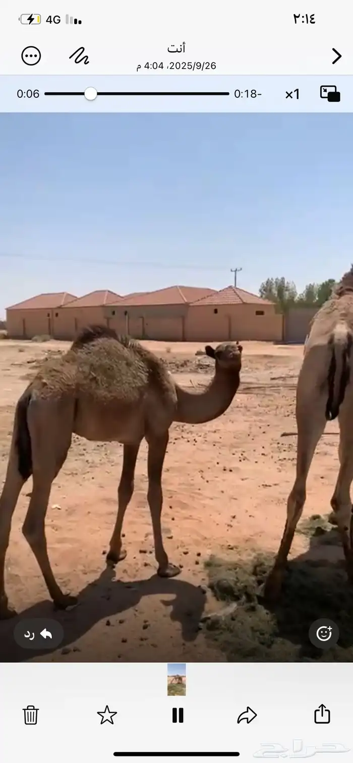 حاشي طيب لباني عمره 9 اشهر على حليب امه والبرسيم 3