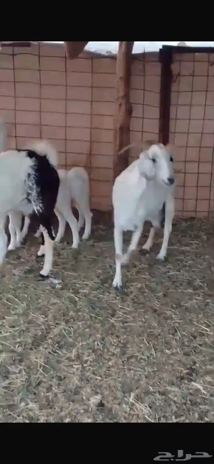 للبيع معزا مواليد بيشيات 2 تحتها 4 2