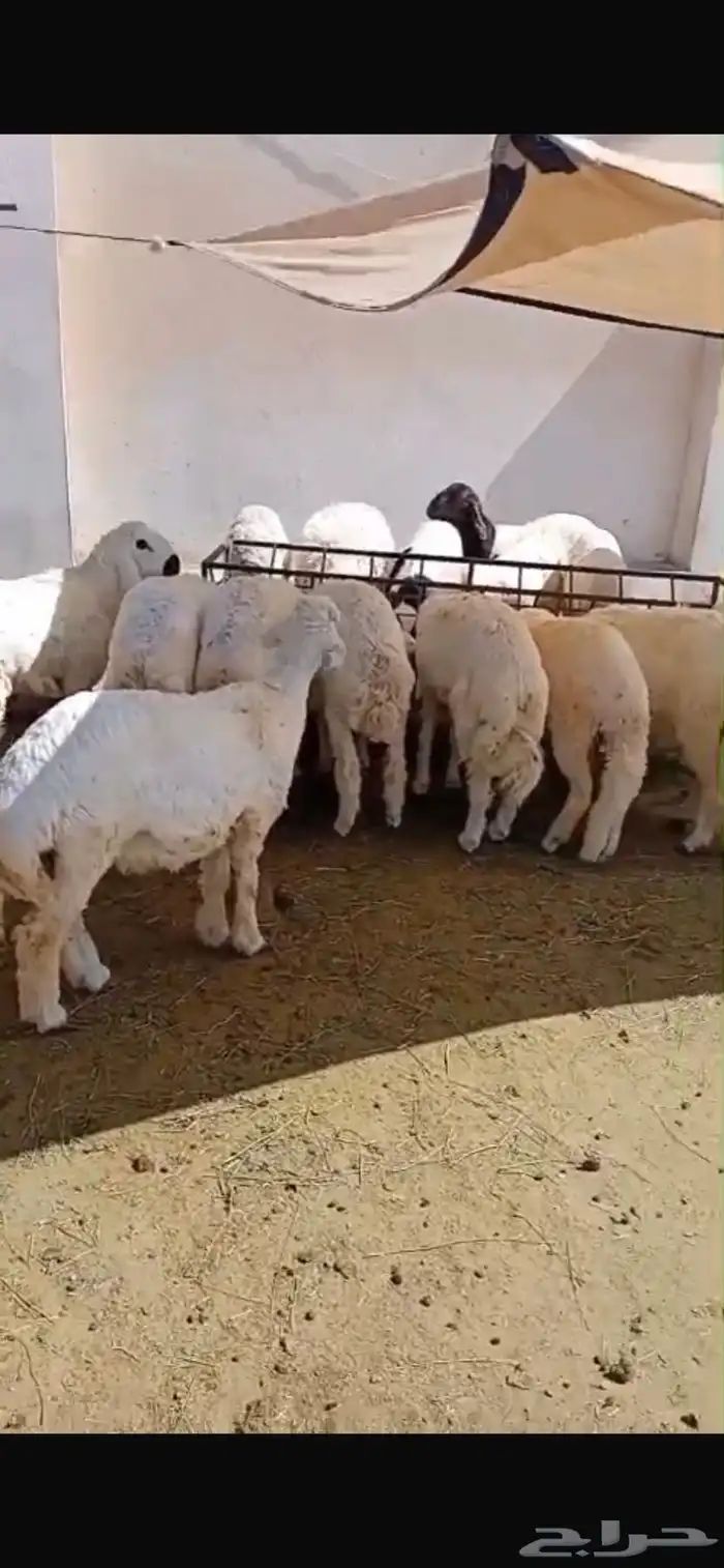 طليان سواكن وحريات ورفيدي ذبايح ثلاجة طيبات بالحيل 0