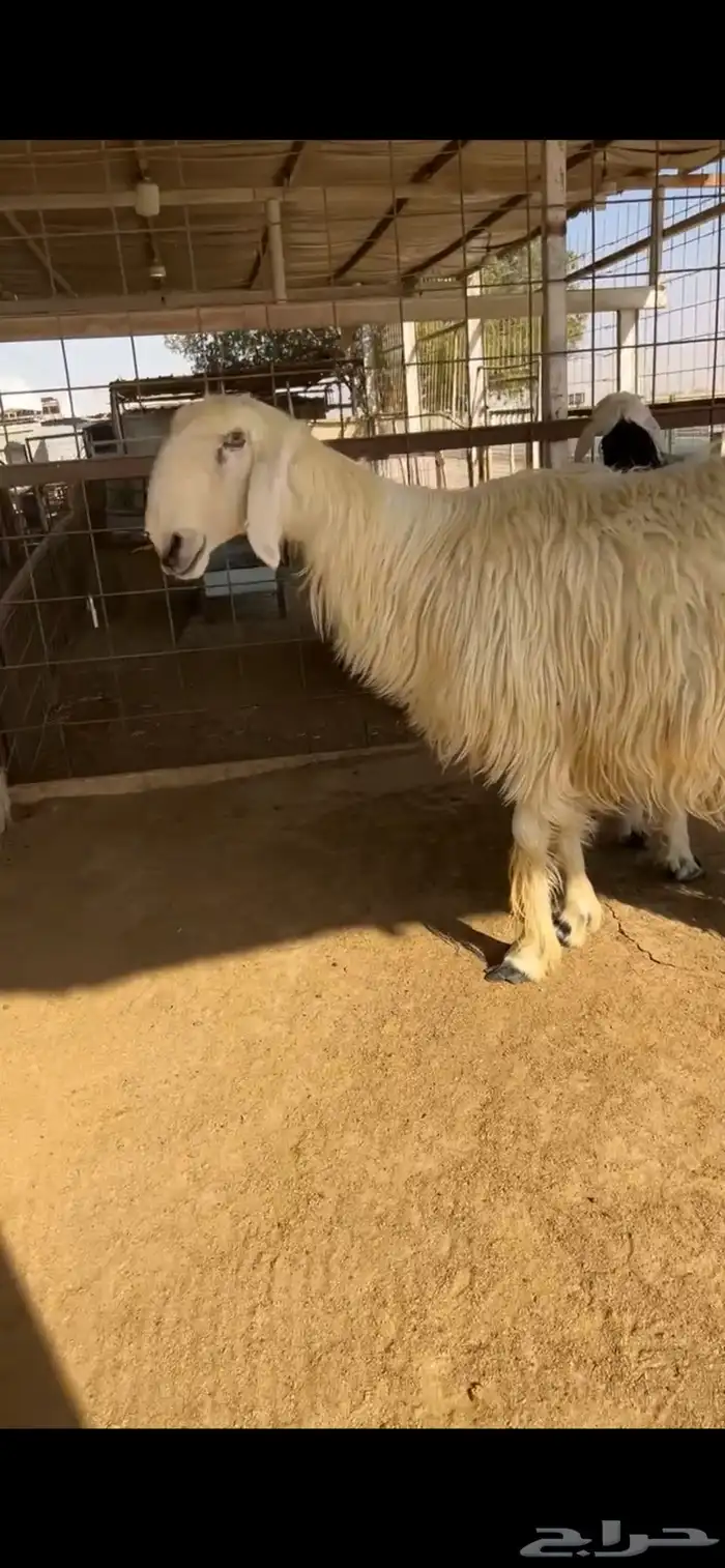 للبيع شياه نجد 0