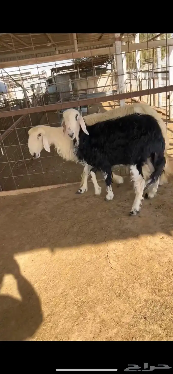 للبيع شياه نجد 8