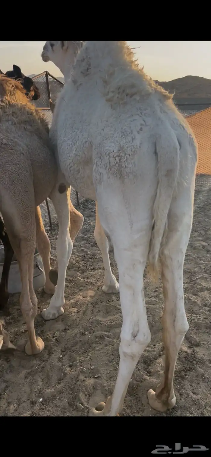 حشوان 1