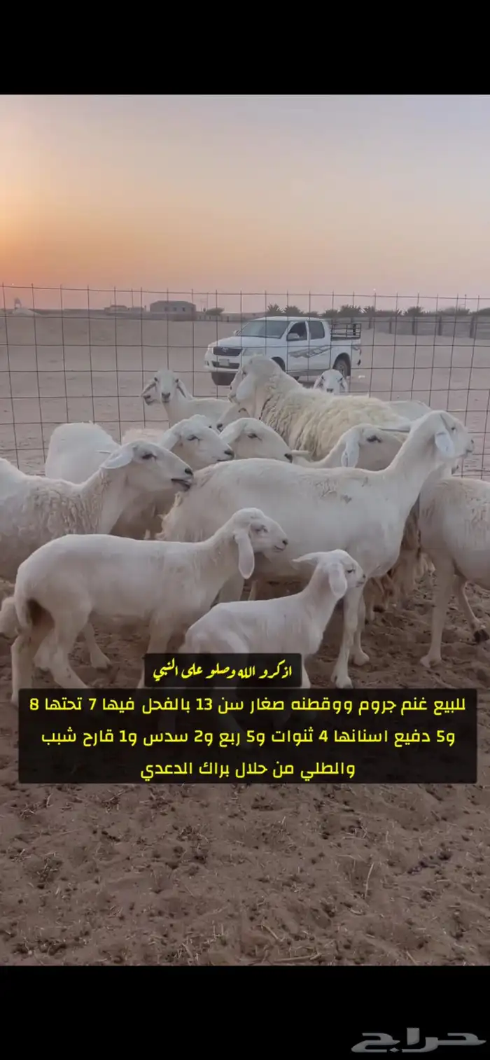 غنم صنف 4